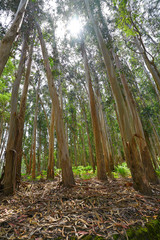 Eucalyptus forest in Galicia Spain