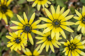 A yellow Arctotheca Calendula  flower with its pistils, pollen and leaves isolated in Central Chile at the new Ñuble Region (old Bio Bio region changed recently)