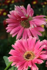 pink dahlia flower