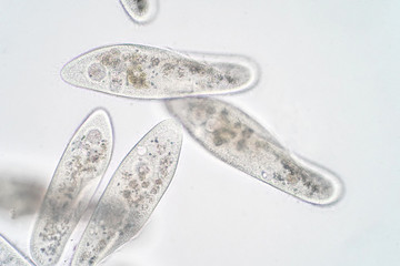 Paramecium caudatum is a genus of unicellular ciliated protozoan and Bacterium under the microscope