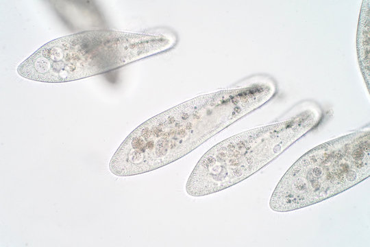 Paramecium caudatum is a genus of unicellular ciliated protozoan and Bacterium under the microscope