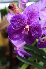 purple orchid flower
