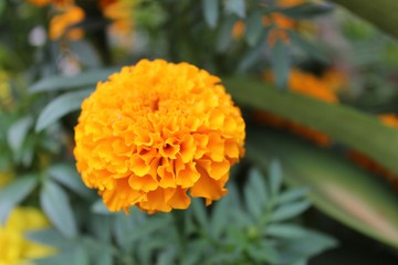 orange flower in the garden