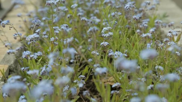 Small forget-me-not fearfully trembling in wind symbol of constancy and fidelity