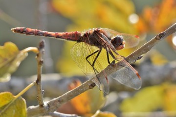 A dragonfly at rest upon a tree, with back lighting from  the late-afternoon sun.