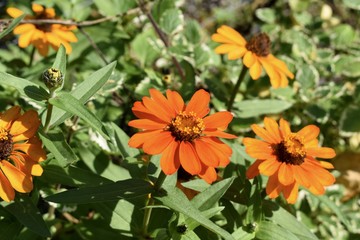 Orange flowers in the garden