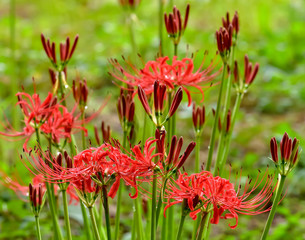 雨上がりの彼岸花