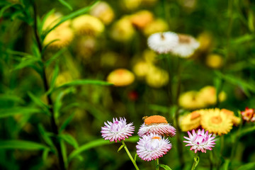 A variety of chrysanthemums