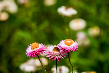 A variety of chrysanthemums