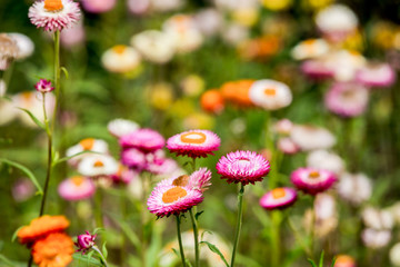 A variety of chrysanthemums