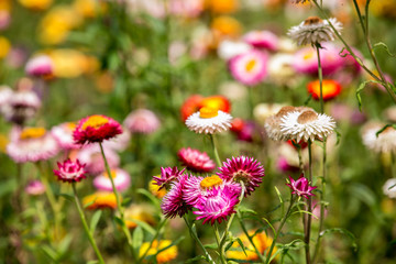 A variety of chrysanthemums
