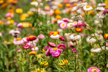 A variety of chrysanthemums