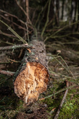 Broken tree in the forest. Old dry spruce in an old stand.