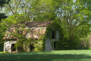 An old shed with overgrowth in the country