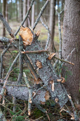 Broken tree in the forest. Old dry spruce in an old stand.