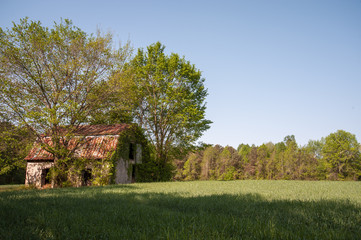 An old shed with overgrowth in the country