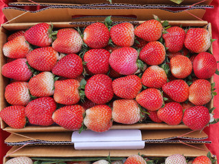 Strawberry.Live in a box on the hill in Chiang Mai, Thailand.