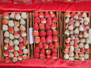 Strawberry.Live in a box on the hill in Chiang Mai, Thailand.