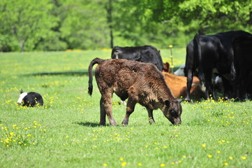 Cows grazing on a farm
