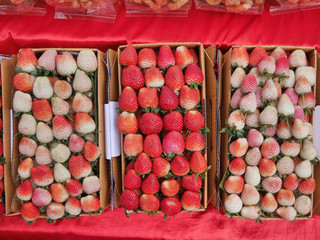 Strawberry.Live in a box on the hill in Chiang Mai, Thailand.