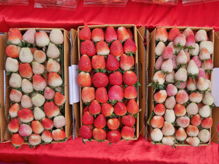 Strawberry.Live in a box on the hill in Chiang Mai, Thailand.