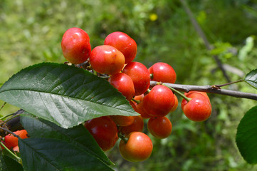The ripe cherries are on the tree