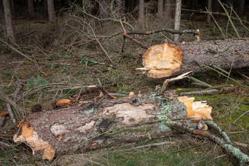 Broken tree in the forest. Old dry spruce in an old stand.