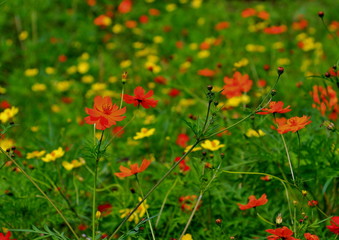 美しいコスモスの花