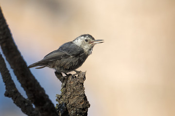 Small gray nuthatch perched.