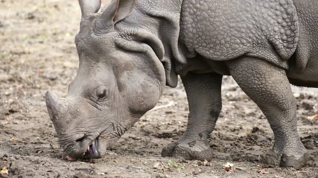 Close View of a Rhino eating in it's natural environment