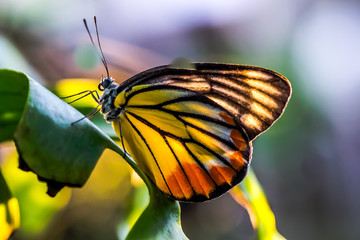 Butterfly tiger island yellow flower