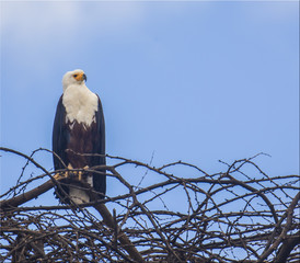 African Fishing Eagle from Lake Nywasha, Kenya
