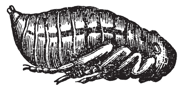 Flea Pupa, Vintage Illustration.