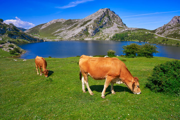Fototapeta na wymiar Enol lake at Picos de Europa in Asturias Spain