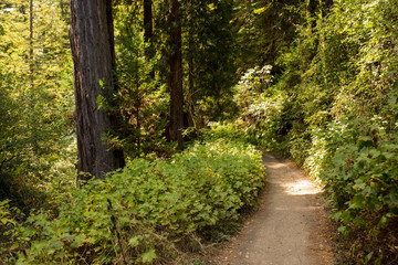 Obraz premium Hiking path winds through towering redwood trees in late afternoon sunlight in Mendocino, California