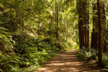 Hiking path winds through towering redwood trees in late afternoon sunlight in Mendocino, California
