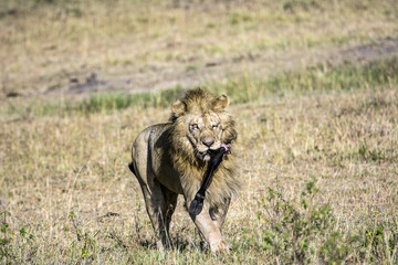 Lion with a Masai Cow leg