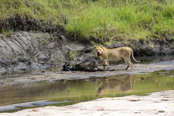 Lioness with a kill