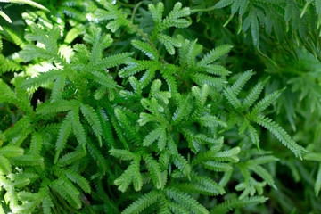 Beautiful Green Fern in garden