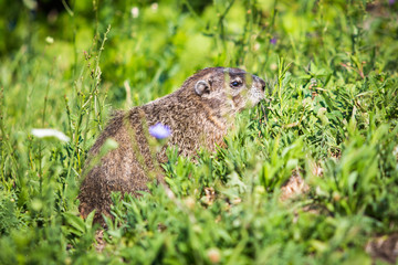 Wild groundhog feeding grass on summer day