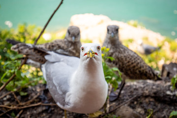 Seagull mom protecting her two chicks parenting