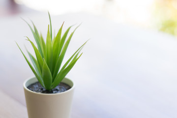 Green plant in a small pot put on a free table