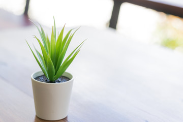 Green plant in a small pot put on a free table