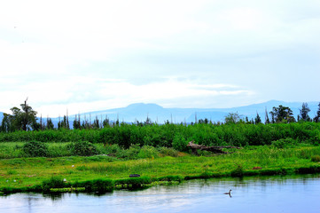 Fototapeta na wymiar Paisaje verde con montañas de fondo y un pato en el lago