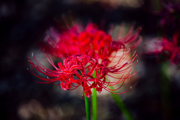 Flowers that hasten fall...Red Spider Lily