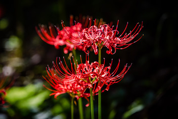 Flowers that hasten fall...Red Spider Lily