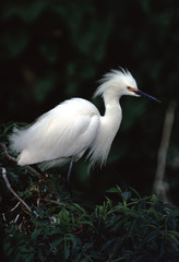 Snowy Egret (Egretta Thula)