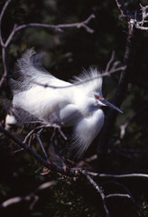 Snowy Egret (Egretta Thula)