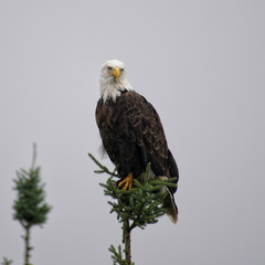 portrait of an american bald eagle