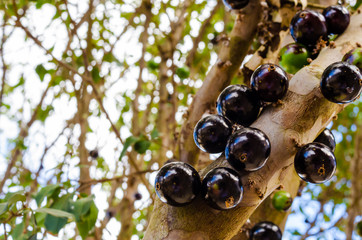 several fat and juicy jabuticabas on the branch of a tree.